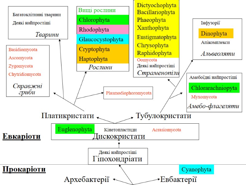 Прокаріоти Евкаріоти Дискокристати Евбактерії Архебактерії Гіпохондріати Деякі найпростіші Euglenophyta Кінетопластиди Acrasiomycota Тубулокристати Платикристати Амебо-флагеляти